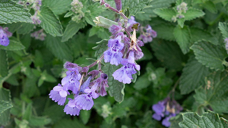 Catnips- Nepeta