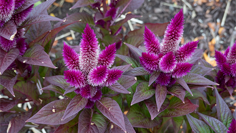 Celosia- Cockscomb