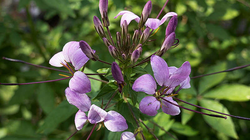 Cleome- Spider Flowers