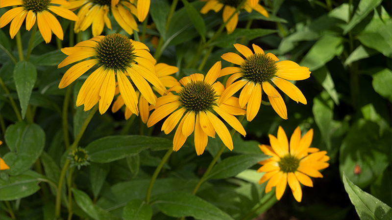 Coneflower- Echinacea