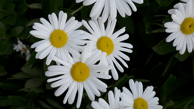 Bellis Perennis- Daisy
