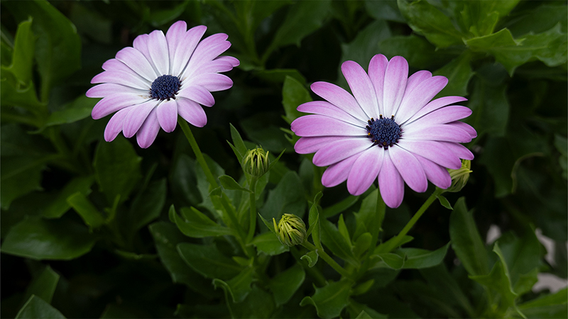 African daisies- Osteospermum