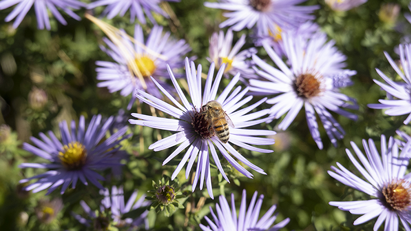American Asters- Symphyotrichum