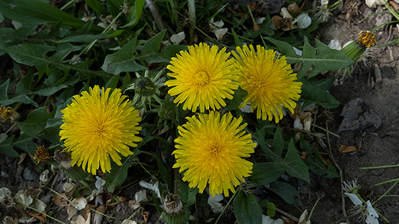 Dandelion- Taraxacum