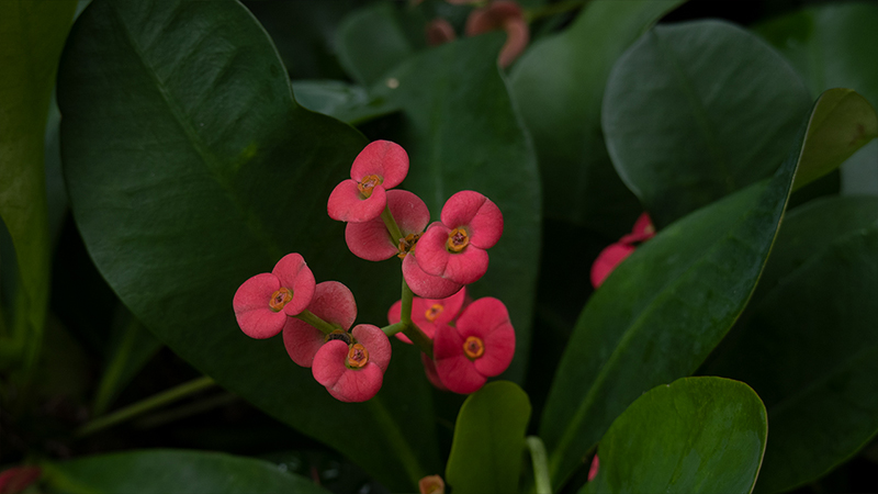 Euphorbia Milii- Crown of Thorns