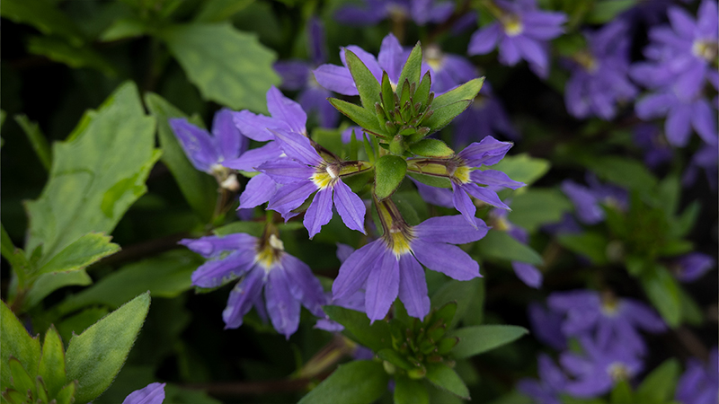 Fairy Fan Flower- Scaevola aemula