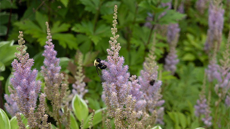 False Goat’s Beard- Astilbe