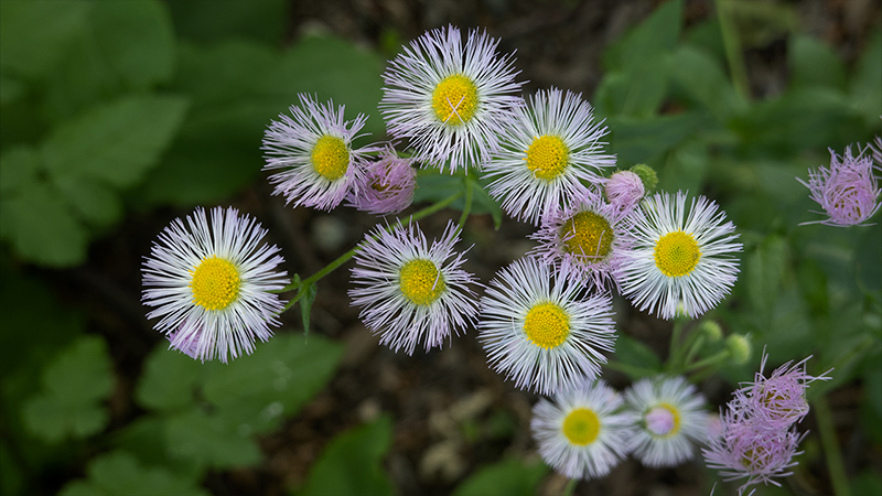Fleabane- Erigeron