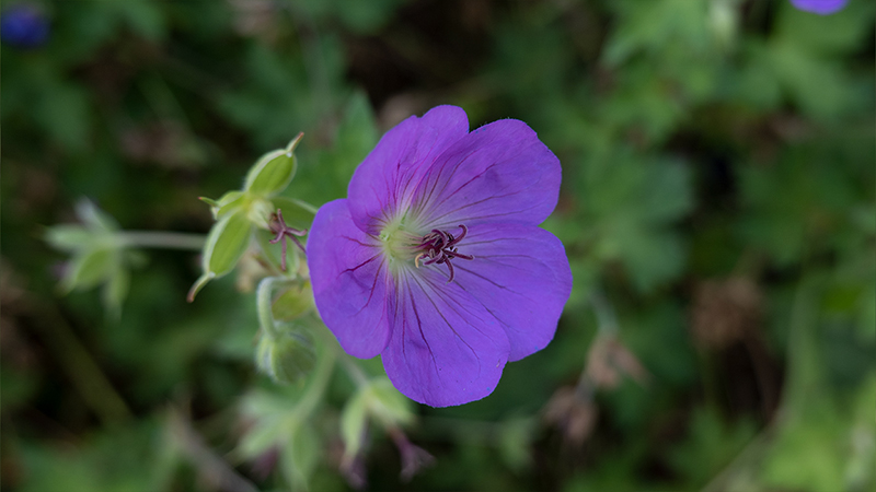 Geranium- Pelargonium