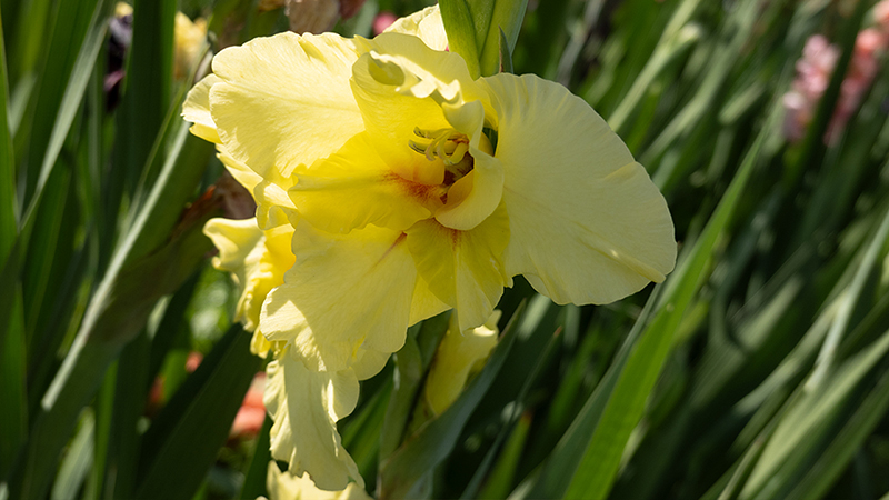 Gladiolus- Sword Lily