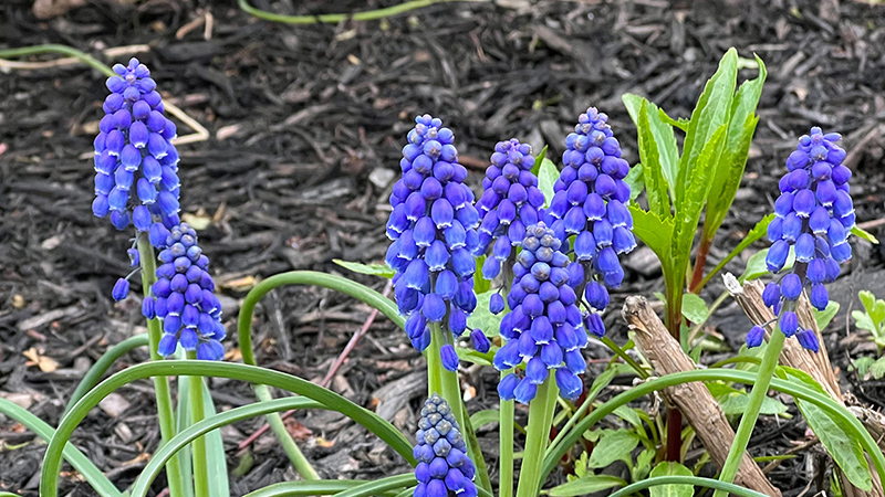Grape Hyacinth- Muscari