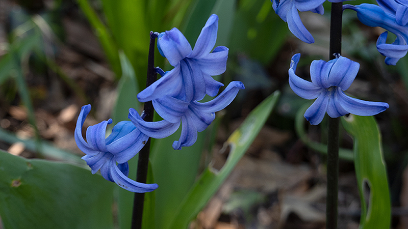 Hyacinth- Hyacinthus