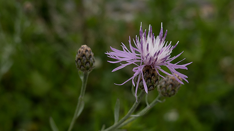 Knapweeds- Centaurea- Knapweeds