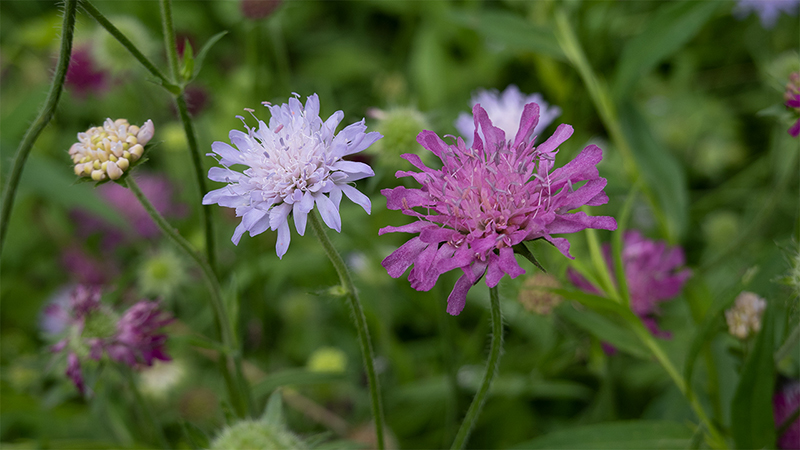 Field Scabious- Knautia Arvensis
