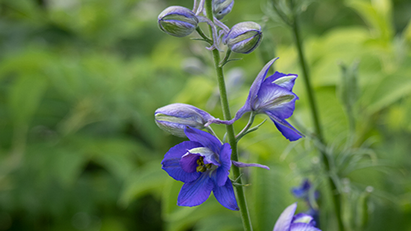 Larkspur- Delphinium