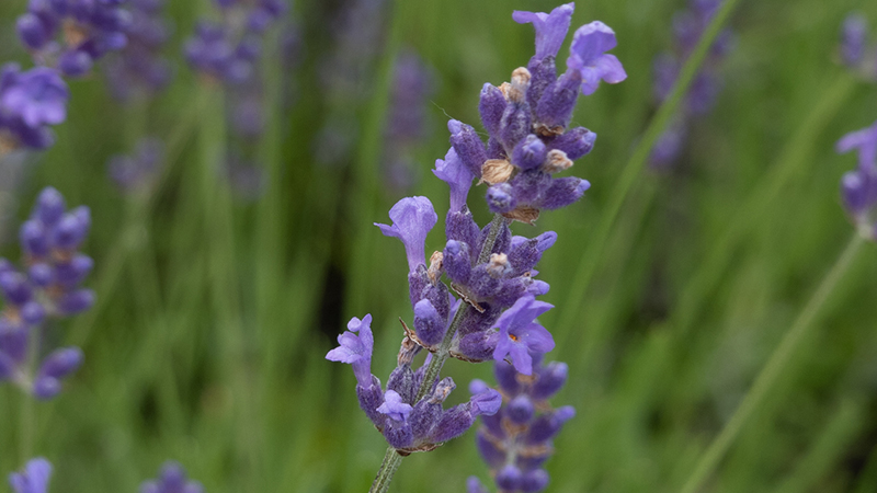 Lavender- Lavandula