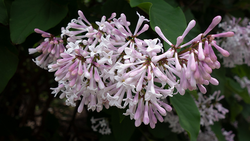 Lilac- Syringa