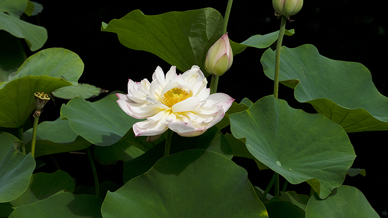 Lotus- Nelumbo