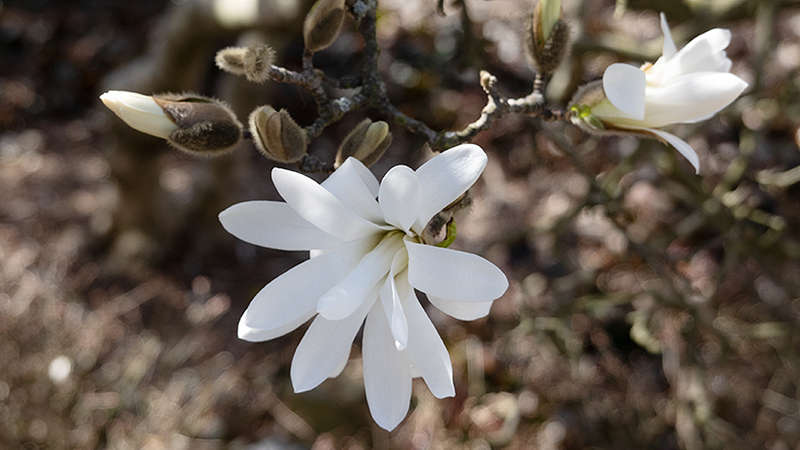 Magnolia Stellata- Star Magnolia