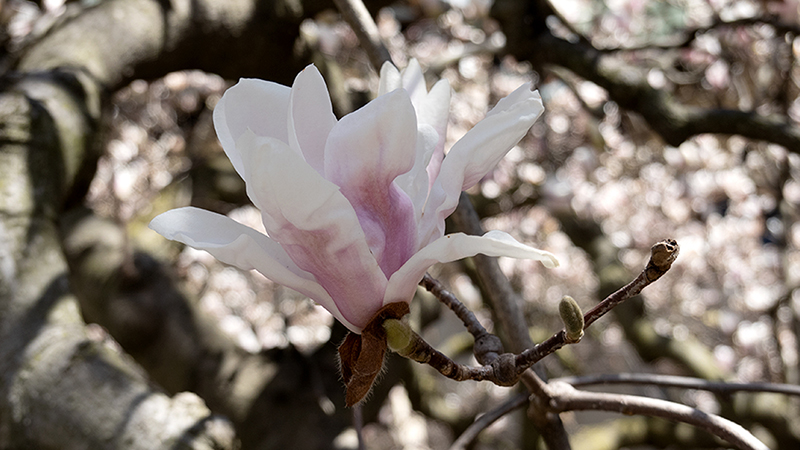 Saucer Magnolia- Magnolia x Soulangeana