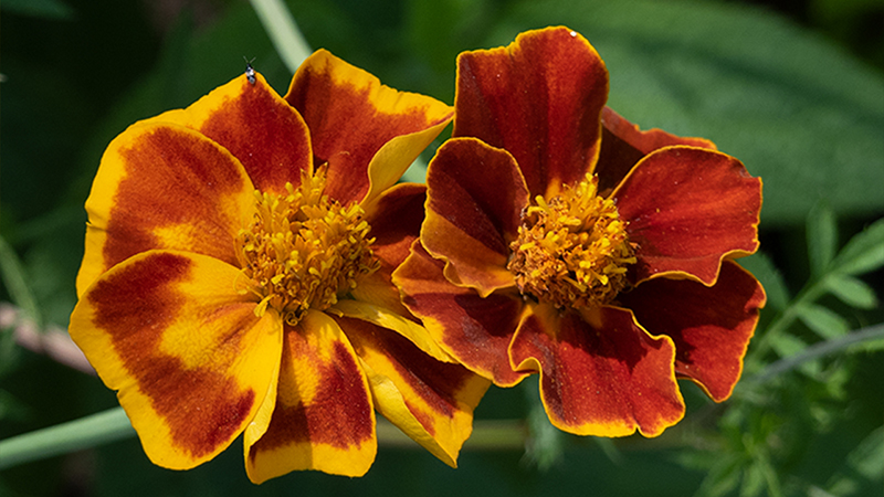Marigold- Tagetes