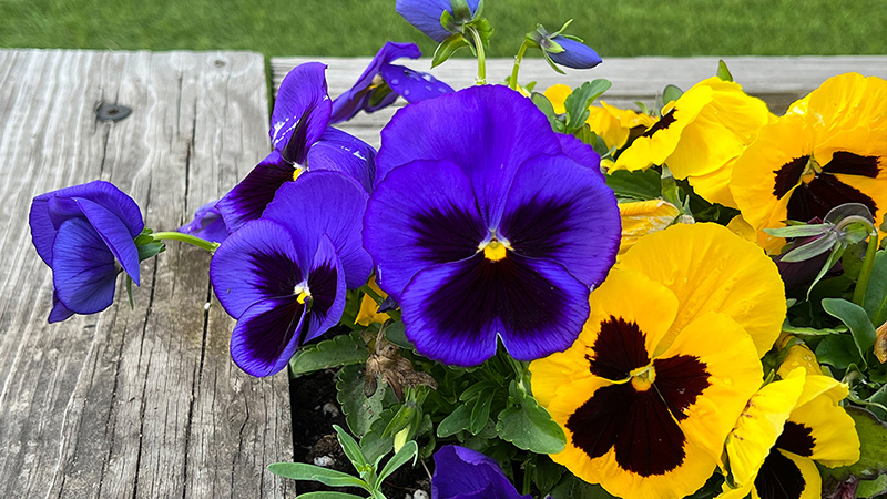 Pansy- Viola