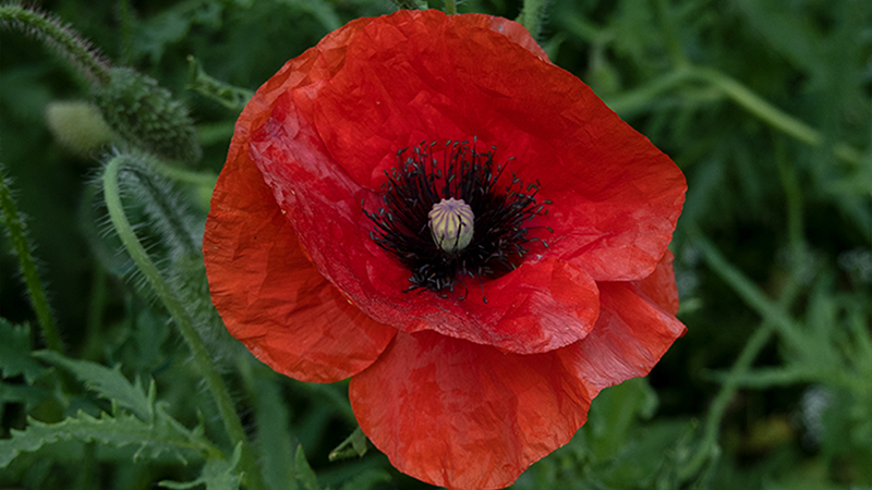 Poppy- Papaver