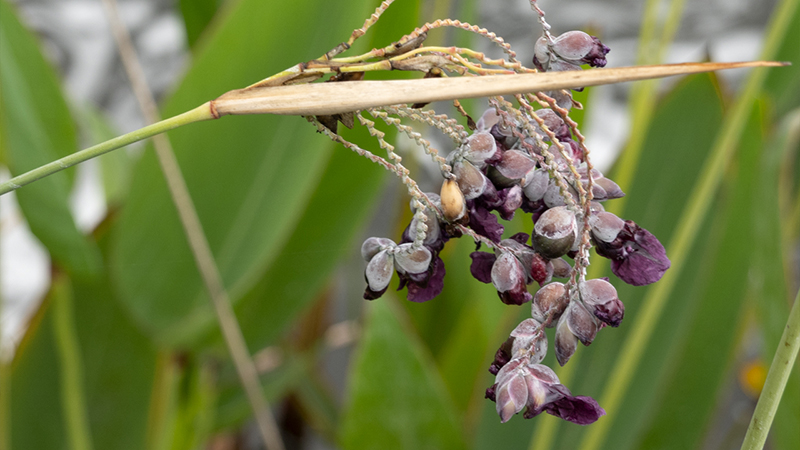 Powdery Thalia- Hardy Water Canna- Thalia Dealbata