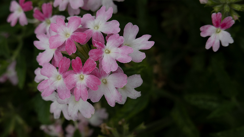 Primula- Primrose