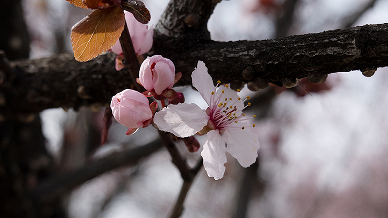Plum-Prunus