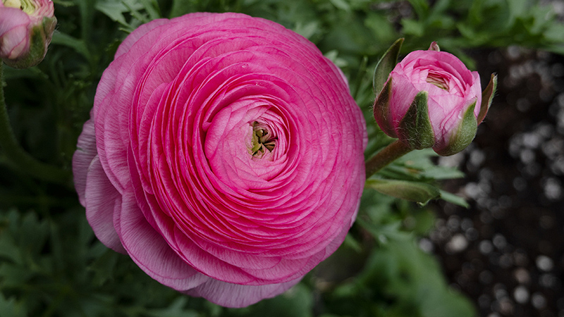 Ranunculus- Persian Buttercup
