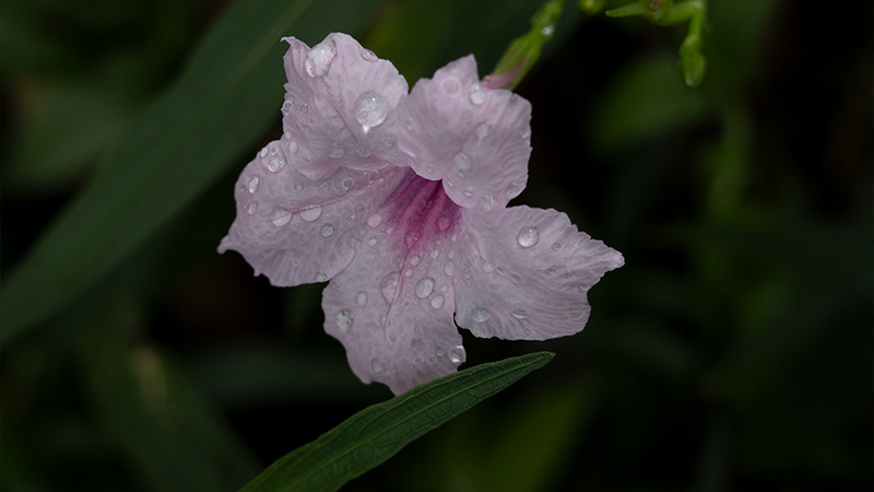 Ruellia simplex- Mexican Petunia