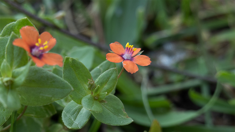Scarlet Pimpernel- Anagallis arvensis