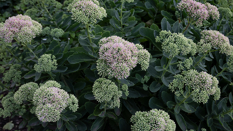 Sedum- Stonecrop- Hylotelephium