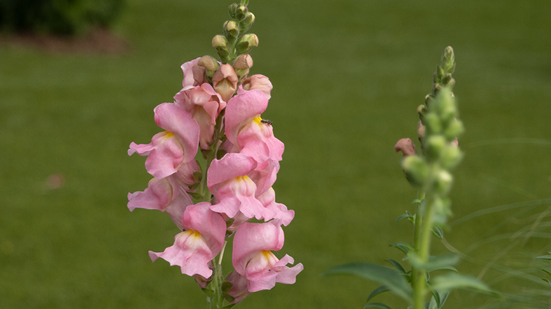 Snapdragon- Antirrhinum Majus