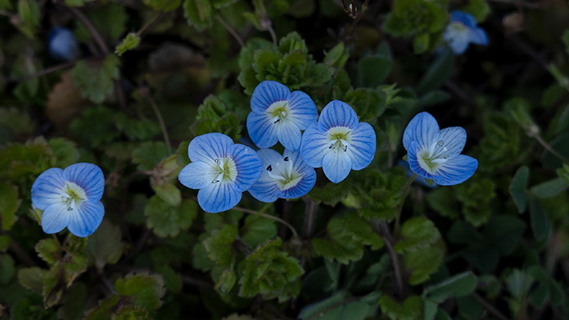 Speedwell-Bird’s eye- Veronica
