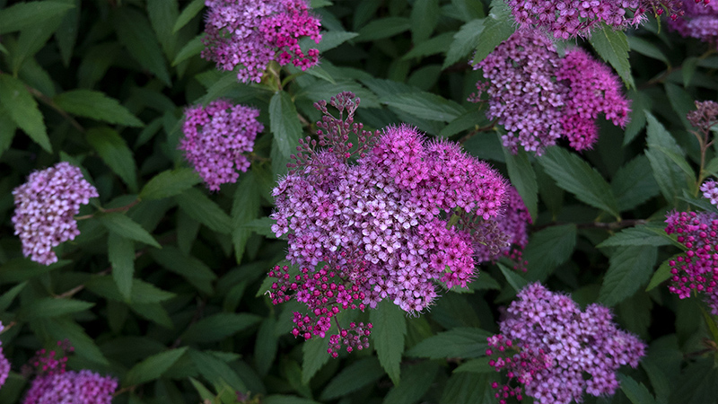 Spiraea- Meadowsweets- japonica