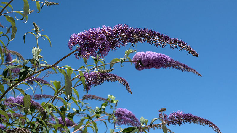 Summer Lilac- Buddleja Davidii
