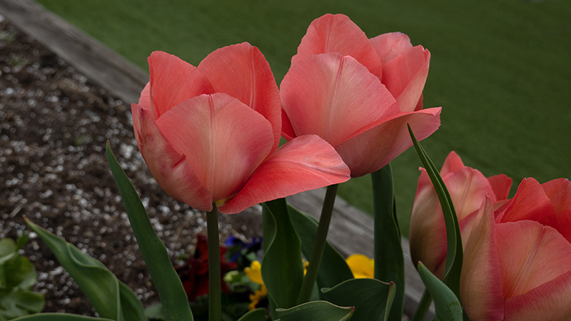 Tulips