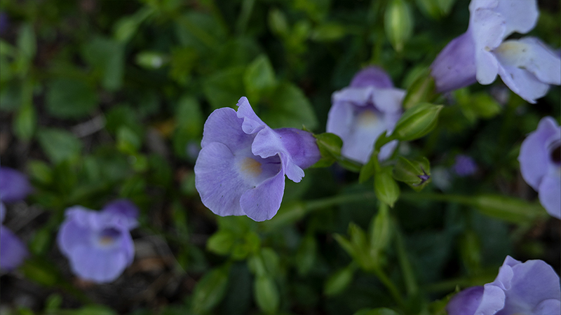 Wishbone Flower- Torenia Fournieri