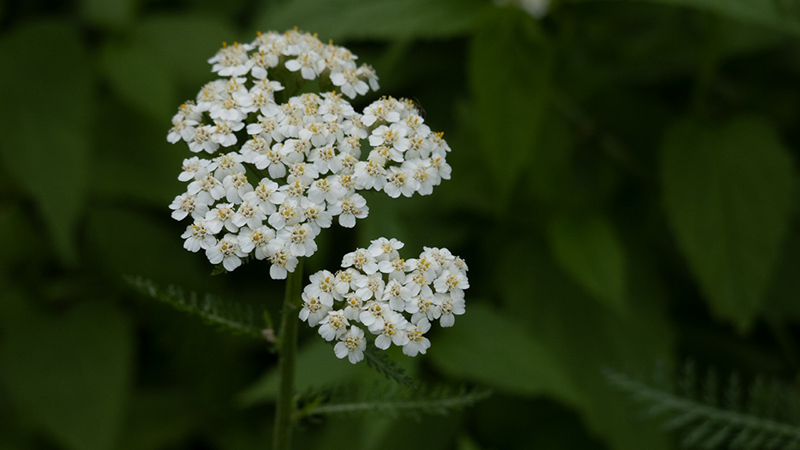 Yarrows- Achillea