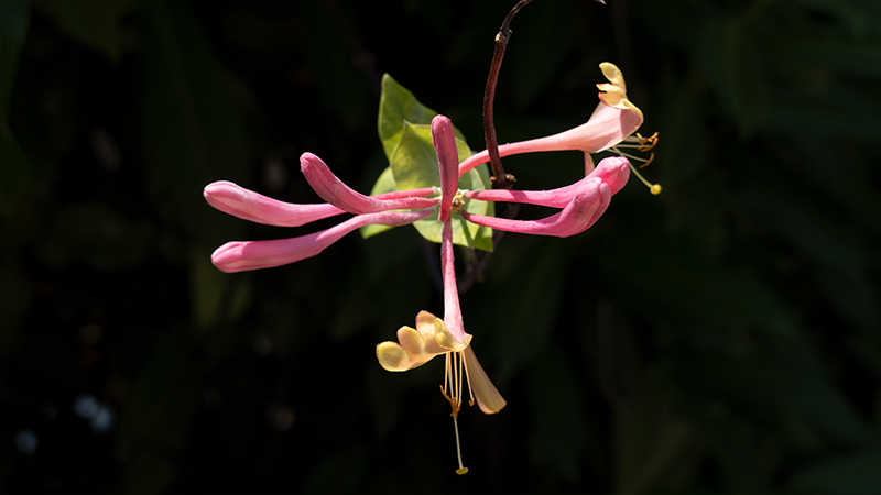 honeysuckle- Lonicera periclymenum